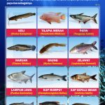 Menjelajahi Dunia Bawah Air Manfaat Belajar Mengenal Jenis Jenis Ikan Air Tawar Untuk Tumbuh Kembang Anak