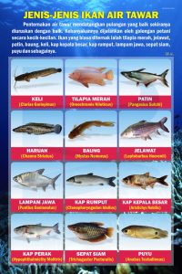 Menjelajahi Dunia Bawah Air Manfaat Belajar Mengenal Jenis Jenis Ikan Air Tawar Untuk Tumbuh Kembang Anak