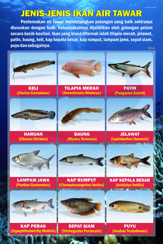 Menjelajahi Dunia Bawah Air Manfaat Belajar Mengenal Jenis Jenis Ikan Air Tawar Untuk Tumbuh Kembang Anak